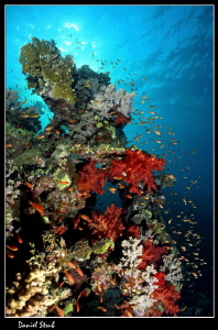 Red Sea scenery :-D by Daniel Strub 